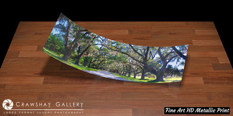 Fine Art Print of The Wormsloe Tree Tunnnel