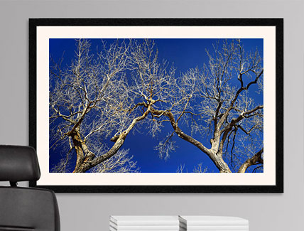 Leafless Tree over Blue Sky