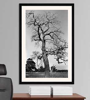 Black and White Tree