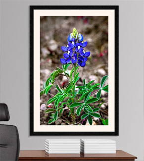 Close Up of a Bluebonnet