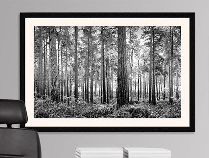 Black and White Pine Trees