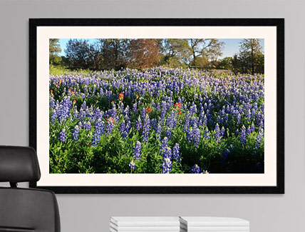 Texas Wildflowers