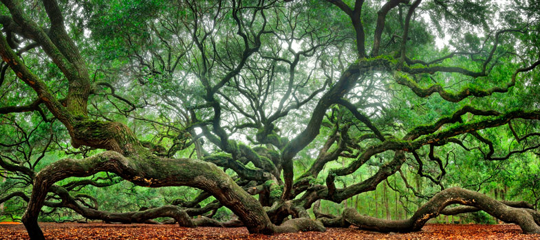 Angel Oak | Angel Oak Tree |  Charleston South Carolina