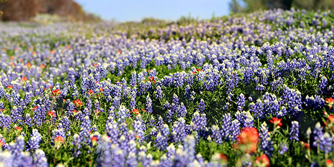 Blue Blanket | Bluebonnets WildFlowers |  Austin Texas