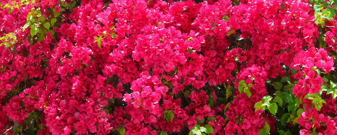 Bougainvillea Fine Art Photograph