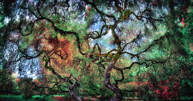 Colored Veins | Japanese Maple | Hoyt Arboretum Portland Oregon