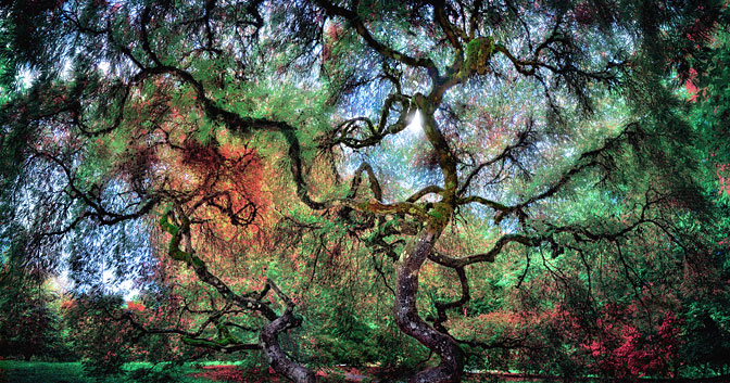 Colored Veins  Hoyt Arboretum | Portland | Oregon