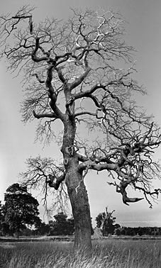 Life and Death | Bare Black and White Tree | Great Windsor Park Windsor Surrey