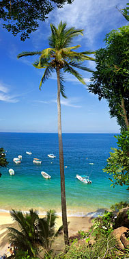 Peace of Mind | Mexican Beach Palm Tree | Yelapa Beach Yelapa Jalisco