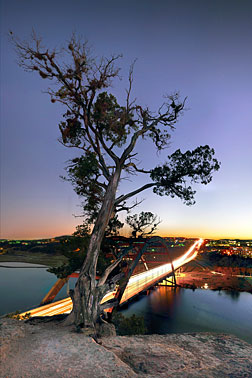 Pennys Tree | Classic old Cedar Tree |  Austin Texas