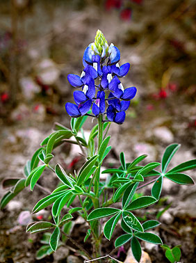 Texas Blues | Bluebonnet close up |  Austin Texas