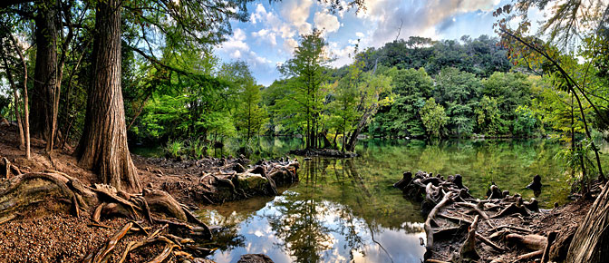 Tanglewood | Cedar Trees and Roots | Redbud Isle Austin Texas