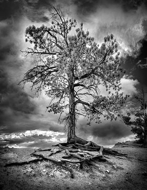 The Watchman BW | Bryce Canyon Tree | Bryce Canyon  Utah