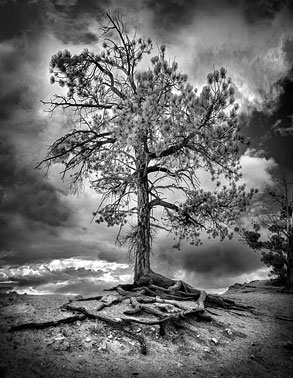 The Watchman BW  Bryce Canyon |  | Utah