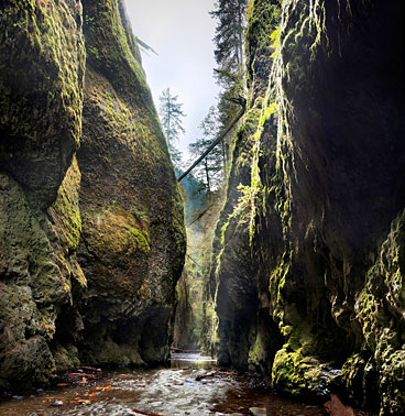 The Secret Garden  Columbia River Gorge | Portland | Oregon