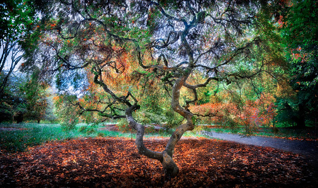 Colored Veins Alt  Hoyt Arboretum | Portland | Oregon