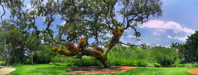 Evergreen | Tropical Florida Trees |  Sarasota Florida