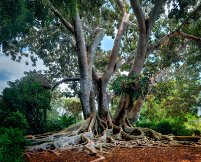 Fantasy | Florida Trees |  Sarasota Florida