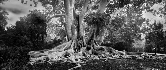 Fantasy BW | Florida Trees |  Sarasota Florida