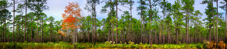 Silent Forest | Silent Forest - Cary Florida | Cary State Forest Bryceville Florida