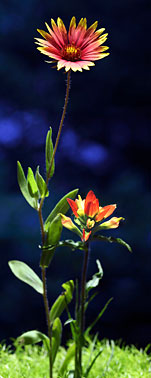 Indian Blanket | Indian Blanket Wildflower |  Austin Texas