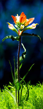 Indian Paintbrush   | Austin | Texas