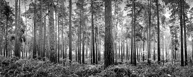 Memories BW | Row of Pine trees | Ockham Forest Ockham Surrey