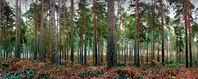 Memories | Pine Trees | Ockham Forest Ockham Surrey