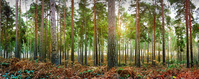 Memories | Pine Trees | Ockham Forest Ockham Surrey