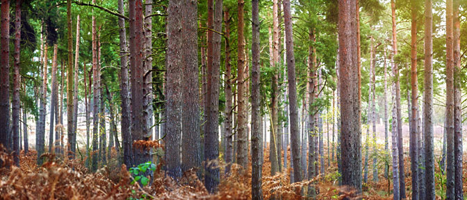 More Memories | Classic Trees |  Ockham Surrey