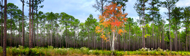 Silent Forest II | Cary State Forest | Cary State Forest Bryceville Florida
