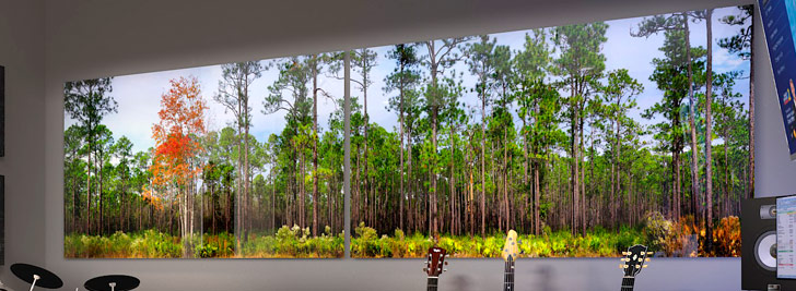 Silent Forest Diptych | Cary State Forest Diptych | Cary State Forest Bryceville Florida
