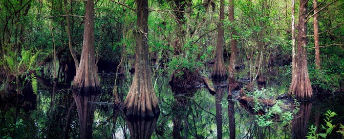 Swamp Thing | Florida Cedar Swamp |   Florida