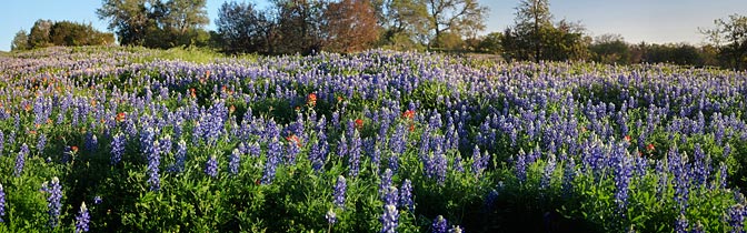 Texas Wildflowers | Wildflowers |  Austin Texas