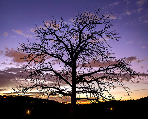 Treetops | Tree Silhouette |  Santa Fe New Mexico