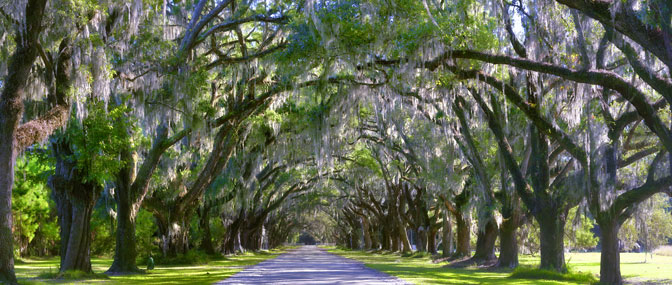 The Wormsloe Tree Tunnnel