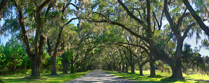 The Wormsloe Tree Tunnnel