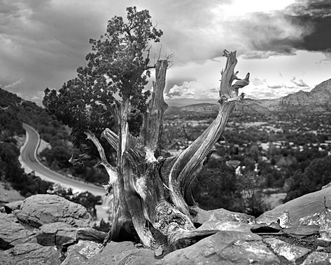 Twisted | Bristle Cone |  Sedona Arizona