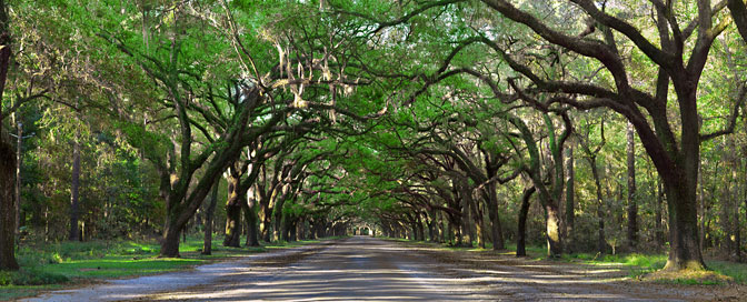 The Wormsloe Tree Tunnnel